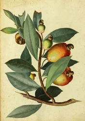 Caju por Ulisse Aldrovandi