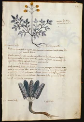 Bacalhau. 2377 Artemisia e lapparium, plantas medicinais de um 