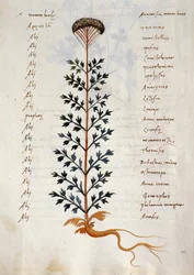 Bacalhau. CCXXXVII Artemísia, planta medicinal de um 