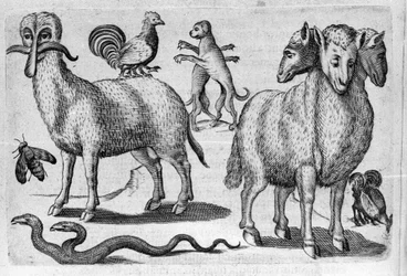 Diferentes tipos de animais monstruosos, com corpos múltiplos ou uma quantidade anormal de membros. Gravura de "De monstrorum natura, causis et differentiis" de Fortunio Liceti (1577-1656), cientista italiano. 1646