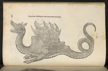 Dragão Etíope 