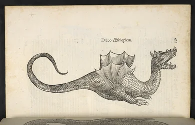 Dragão Etíope, 