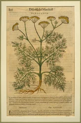 Funcho, um prato botânico do Discorsi de Pietro Andrea Mattioli (1501-77) publicado em Veneza, 1570
