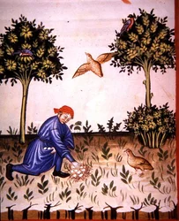 Fol.66v Recolha de ovos de perdiz, ilustração de 
