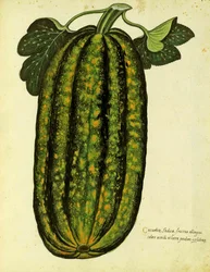 Green Oblong Squash por Ulisse Aldrovandi (1522 - 1605) prato publicado em Piante Fiori Frutti (gravura colorida à mão).