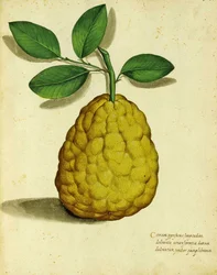 Limão da Herança por Ulisse Aldrovandi