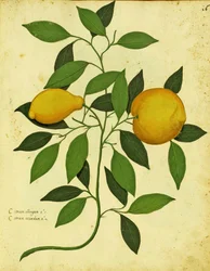 Italian Heirloom Lemon por Ulisse Aldrovandi (1522 - 1605) prato publicado em Piante Fiori Frutti (gravura colorida à mão).