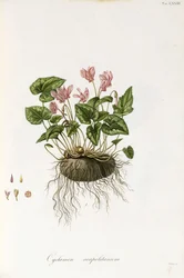 ciclâmen Ivy-Com folhas - Cyclamen napolitana, 1811-1838