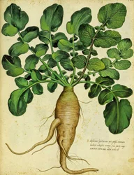 Rabanete branco por Ulisse Aldrovandi