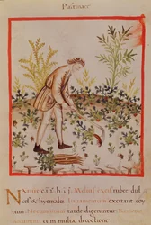 Ms.3054 fol.9 Colhendo pastinaga e cenoura, de 