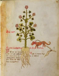 Ms 1591 Fol.38r Herba negra (velino)