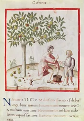 Sra. 3054 fol.31 Colheita e cozedura de castanhas, de 