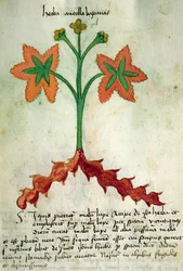 Ms 320 1000 Fol.13r Herba Victoria, de &39;Liber Herbarius junto com seus métodos de fazer medicamentos "por Orgione Rizzardo