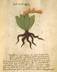 Ms 320 1000 planta fol.28 Santa Maria, de Liber Herbarius juntamente com as razões para o preenchimento dos pedidos por Orgione Rizzardo