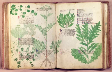 MS 6823 fol.19v de cerca de 80 plantas e ervas de Manfred de montagem imperial, c.1330-40