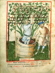 Nouv Acq Lat 1673 fol.103v Recolha e prensagem de uvas, de Tacuinum Sanitatis, c.1390-1400