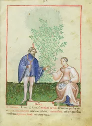 Nouy Acq Lat 1673 fol.83 Rose, de Tacuinum saudável, c.1390-1400