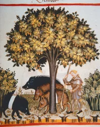 Novos 2644 bolotas fol.15r de colheita, de Tacuinum Codex saudável