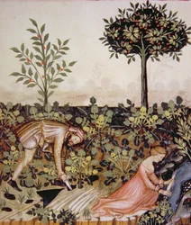 A colheita de rábano fresco e fol.52r 2644, de Tacuinum Codex saudável
