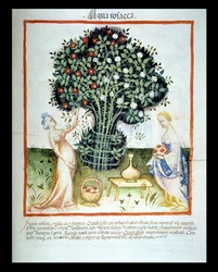 2644 Rose fol.93r água fresca, a partir do Tacuinum Codex saudável
