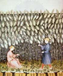 Novel 2644 fol.42v de colheita de trigo de Tacuinum saudável