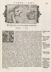 Histórico Na página 735 do gentive do Norte por Magnus Olaus, Roma 1565 (impressão e gravura)