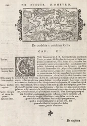 Histórico Na página 740 do gentive do Norte por Magnus Olaus, Roma 1565 (impressão e gravura)