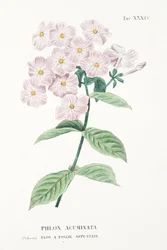Phlox Acuminata, placa XXXIV, de L "Antisytia Ossia La Coltivazione De" Fiori por Antonio Piccioli, pub.1834