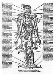 Placa representando um corpo humano com a posição de todos os órgãos e os sinais zodiacais correspondentes a eles pelas suas influências astrológicas. Plage drawn from "Recetoro di Galeno optio e probato a tutte le infirmita che accadeno a huomini e a donn