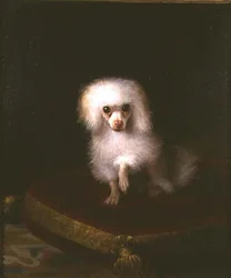 Caniche numa almofada