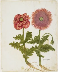 Papoulas (Papaver spp.) (Wc e têmpera sobre papel)