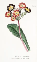 Elatior Primula, Placa XV, de L "Osotia Antotropy A Coltivazione De" Fiori de Antonio Piccioli, pub.1834