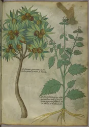 Sloane 4016 f.36 