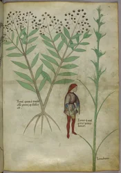 Sloane 4016 f.54 Homem urinando em um pote, de 