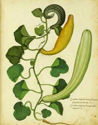 Cabaça cobra por Ulisse Aldrovandi