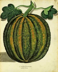 Squash por Ulisse Aldrovandi (1522 - 1605) prato publicado em Piante Fiori Frutti (gravura colorida à mão).