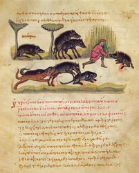 Tratado sobre o javali: vida, acasalamento, caça, ilustração do Cynegetica por Oppian (têmpera sobre velino)