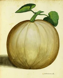 Squash Branco por Ulisse Aldrovandi