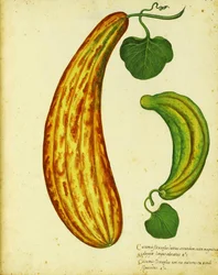 Pepino armênio amarelo por Ulisse Aldrovandi