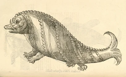 ilustração de Aper Marinus Cetaceus de Aldrovandis History of Monsters, 1642