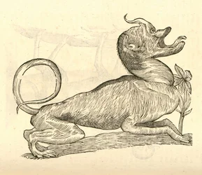 ilustração de Canis monstroso capite de Aldrovandis History of Monsters, 1642