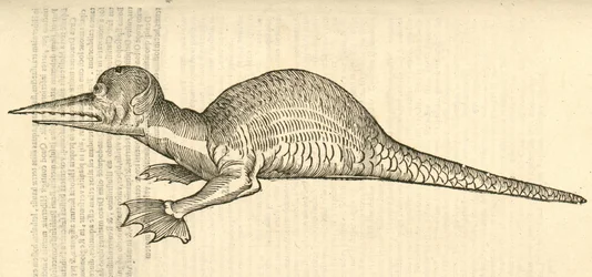ilustração de Draco marinus monophthalmos bipes de Aldrovandis History of Monsters, 1642