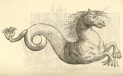 ilustração de Equus marinus monstrosus de Aldrovandis História dos monstros, 1642