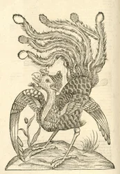 ilustração de Gallus Indicus auritus tridactylus de Aldrovandis História dos Monstros, 1642