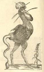 ilustração de Gallus monstrosus de Aldrovandis História dos Monstros, 1642