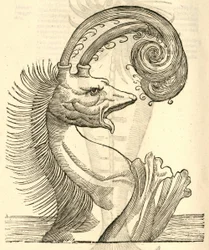 ilustração de Pseudophyseter de Aldrovandis História dos Monstros, 1642