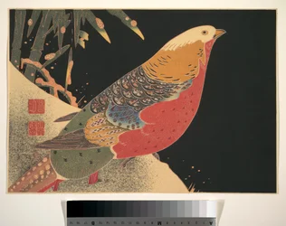 Faisão dourado na neve, c.1900 (xilogravura, tinta e cor sobre papel)