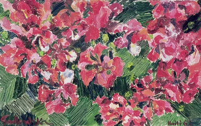 Rododendro, 1962