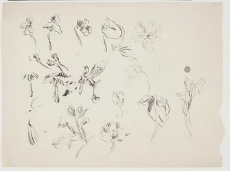 Esboços de flores