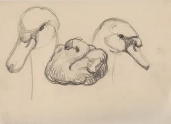 Cisne e cabeças de cisnes
